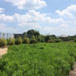 病院の敷地内でポケモンGO！