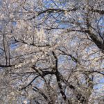 双極性障害って大変やけど薬があるだけ幸せ
