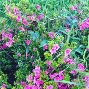 双極性障害はわがままな彼女みたいなもんや